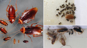 Как избавиться от домашних вредителей - тараканов, навсегда