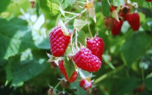 Кустарники малины: как выбрать крупную ягоду