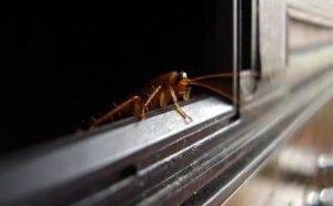 Тараканы в доме: как от них избавиться