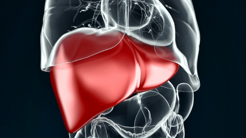 Ожирение печени связали с огромным увеличением риска рака
