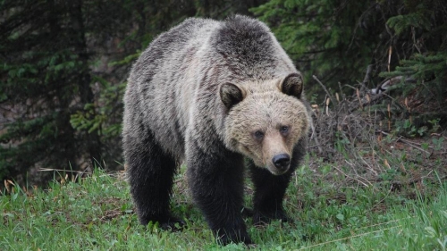 Итальянский город потрясен убийством известной в округе медведицы Амарены — у местного жителя не выдержали нервы