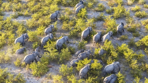Ботсвана грозит отправить в Германию 20 тыс. слонов — и не потерпит отказа от такого "подарка"
